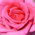 Roz - Trandafir pentru straturi Floribunda - Chic Parisien
